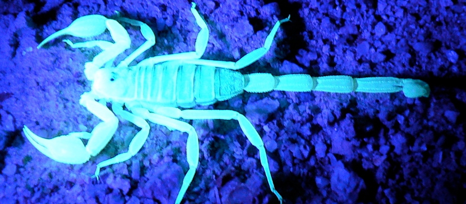 scorpion venom