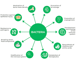 Gut health is something that we need to be aware of.  So, a good probiotic is what you need.  A SNAP with our probiotic liquid will absorb faster and get you on your way to a better gut health. 